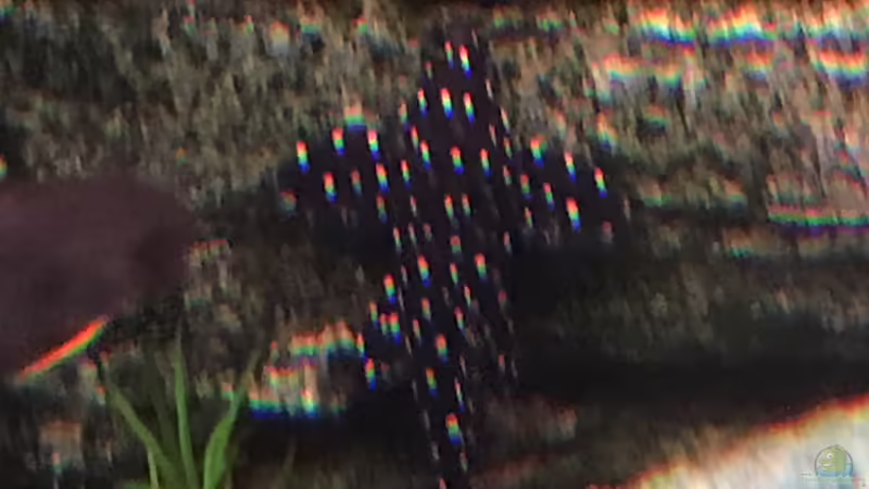 Besatz im Aquarium Acero Gesellschaft von Acero (54)