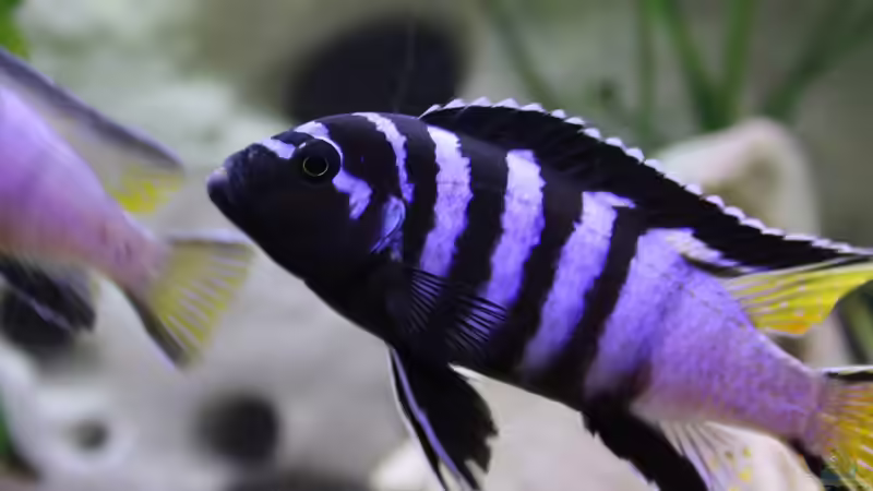 Besatz im Aquarium @ce`s 325 L von African  Guy (14)