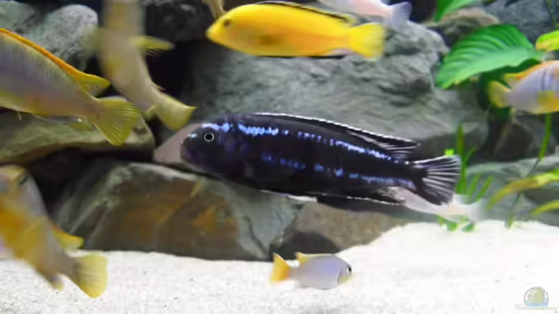 Besatz im Aquarium @ce`s 325 L von African  Guy (15)