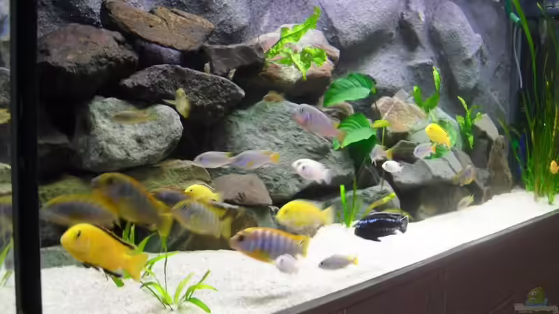 Besatz im Aquarium @ce`s 325 L von African  Guy (16)