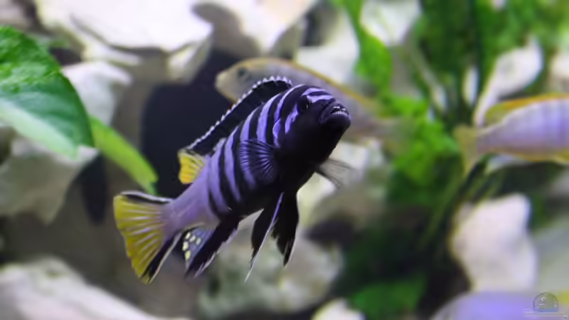 Besatz im Aquarium @ce`s 325 L von African  Guy (17)