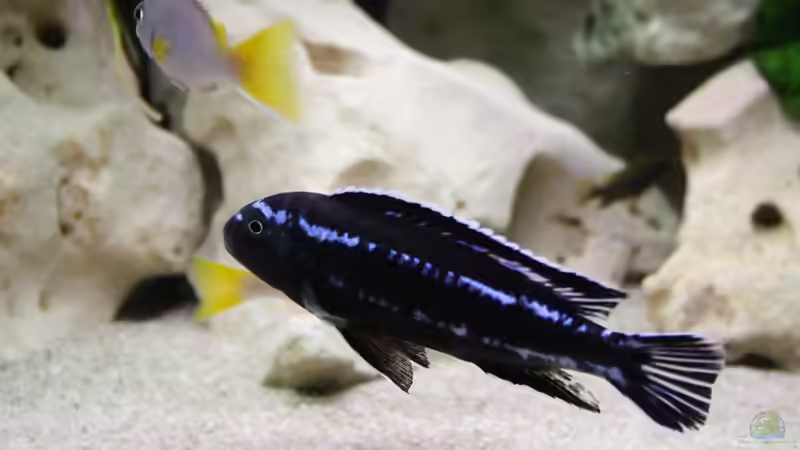 Besatz im Aquarium @ce`s 325 L von African  Guy (20)