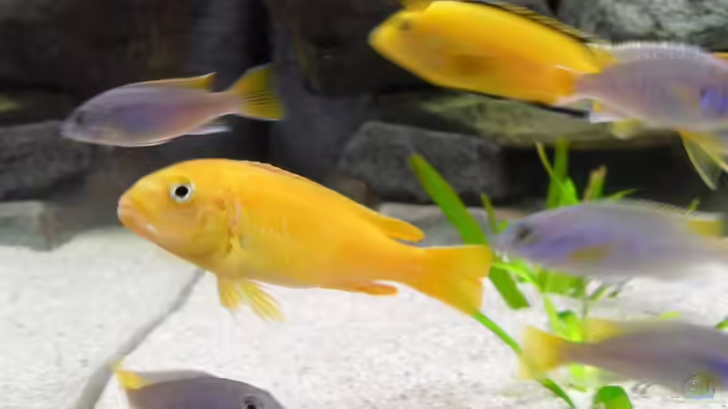 Besatz im Aquarium @ce`s 325 L von African  Guy (21)