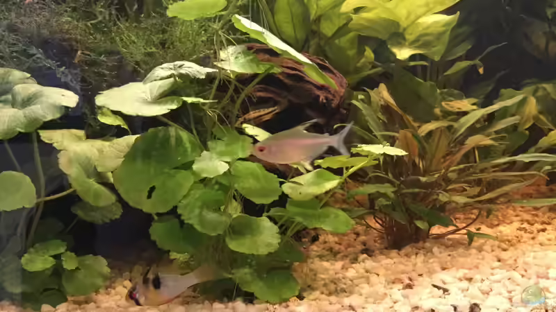 Besatz im Aquarium Acuario de Tina von TinaAqua (30)