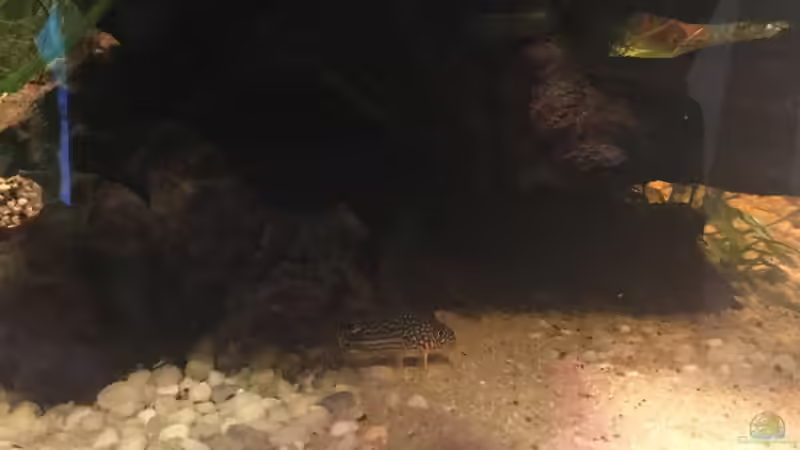 Besatz im Aquarium Acuario de Tina von TinaAqua (31)