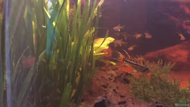 Besatz im Aquarium Acuario de Tina von TinaAqua (32)