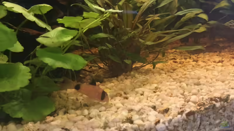 Besatz im Aquarium Acuario de Tina von TinaAqua (33)