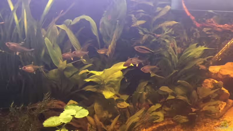 Besatz im Aquarium Acuario de Tina von TinaAqua (34)