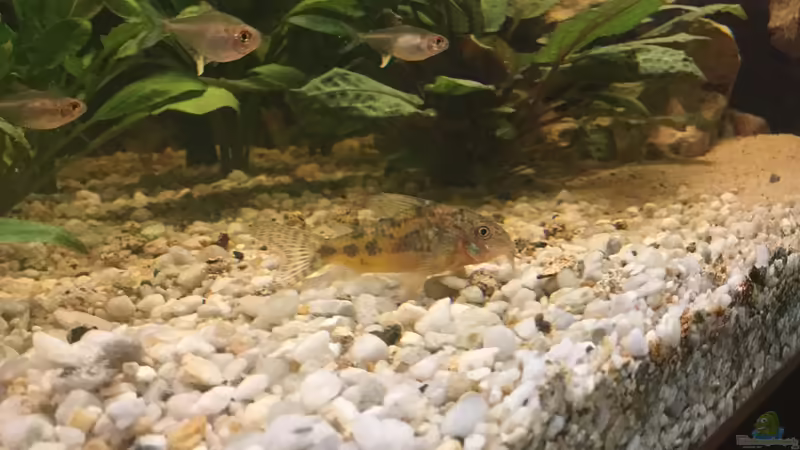 Besatz im Aquarium Acuario de Tina von TinaAqua (35)