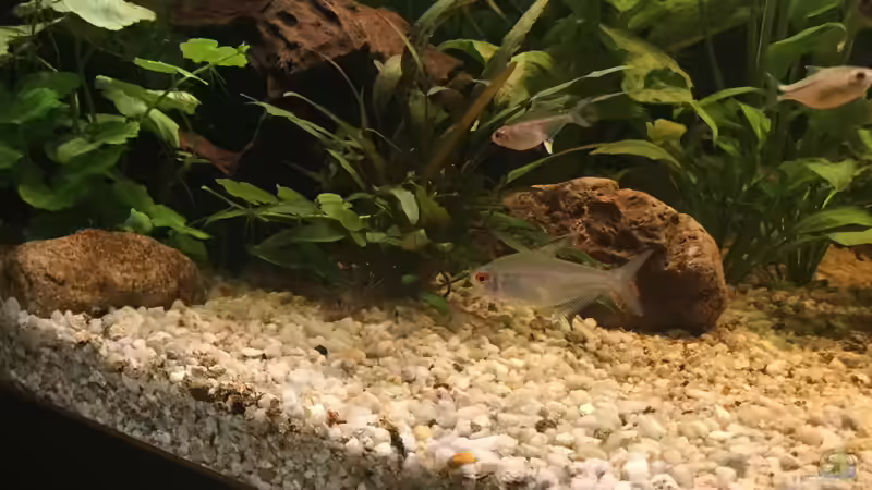 Besatz im Aquarium Acuario de Tina von TinaAqua (36)