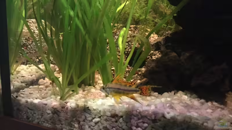 Besatz im Aquarium Acuario de Tina von TinaAqua (37)