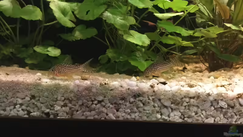 Besatz im Aquarium Acuario de Tina von TinaAqua (38)