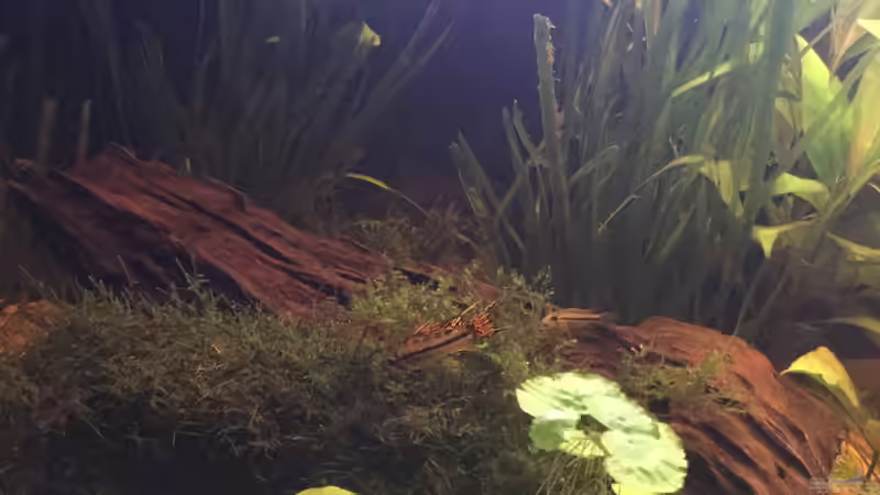 Besatz im Aquarium Acuario de Tina von TinaAqua (39)