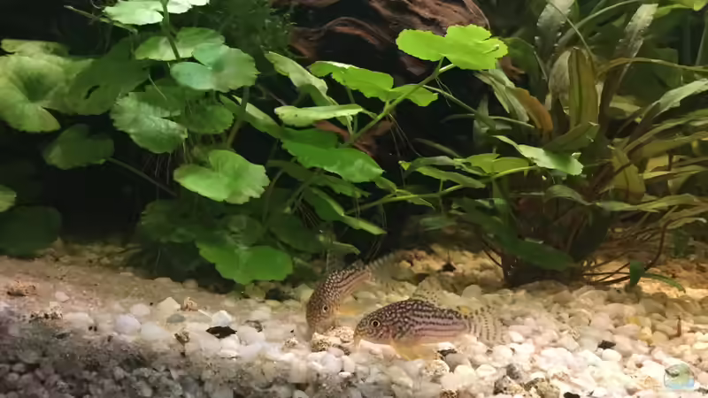 Besatz im Aquarium Acuario de Tina von TinaAqua (40)