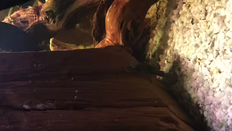 Besatz im Aquarium Acuario de Tina von TinaAqua (41)