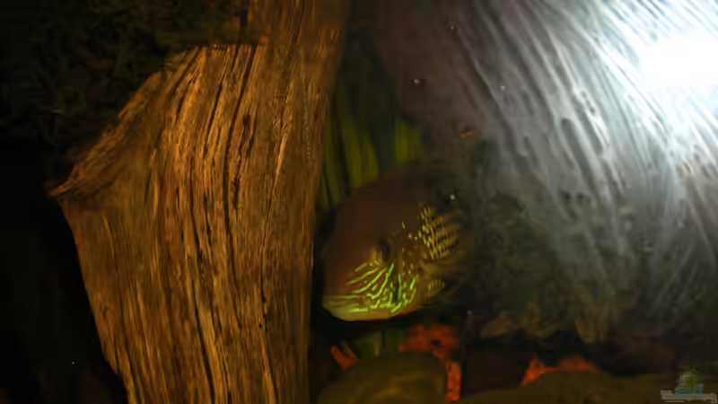 Besatz im Aquarium Aequidens rivulatus von Stefan Kinter (13)