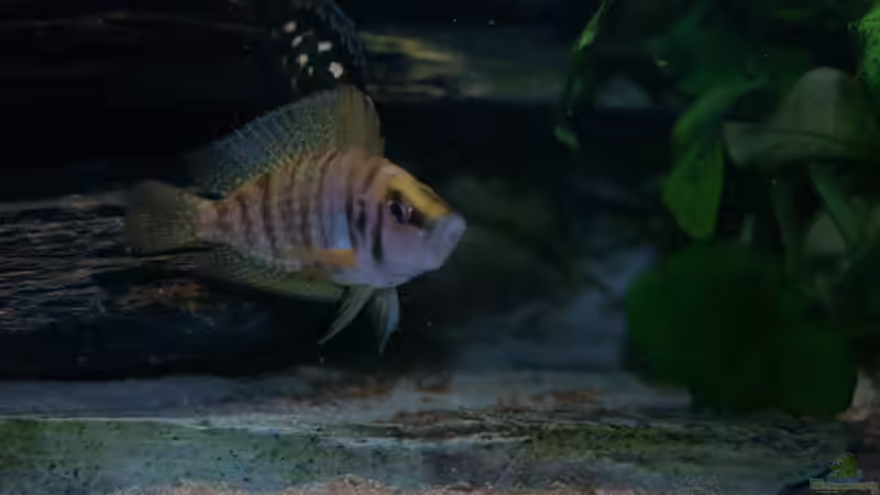 Besatz im Aquarium Aestuarium Tanganicanum von Algernon (11)