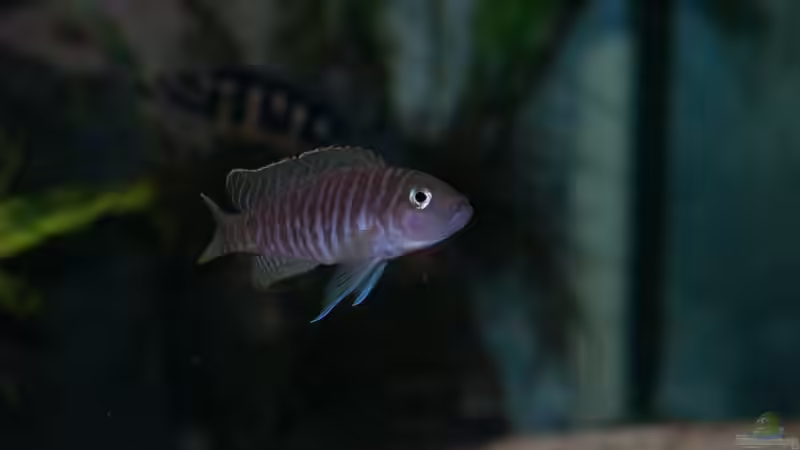 Besatz im Aquarium Aestuarium Tanganicanum von Algernon (13)