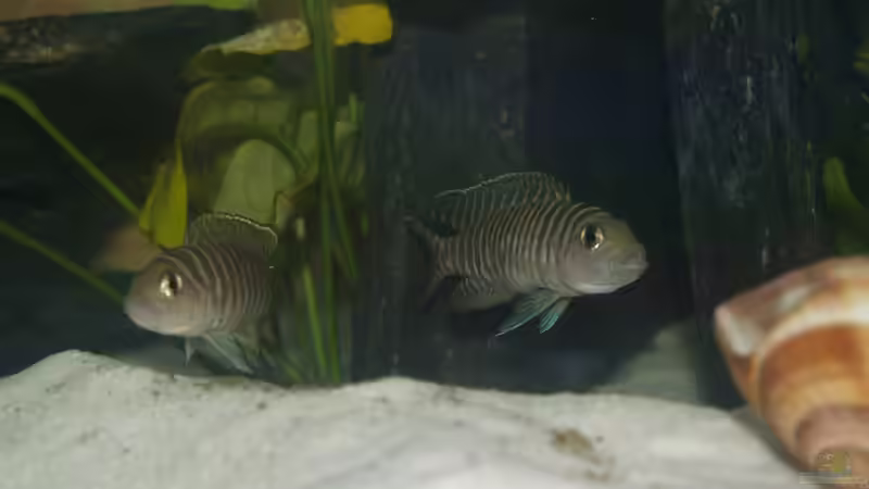 Besatz im Aquarium Aestuarium Tanganicanum von Algernon (14)