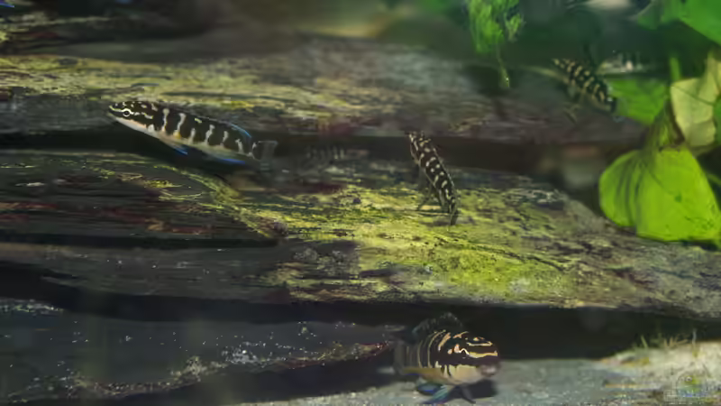 Besatz im Aquarium Aestuarium Tanganicanum von Algernon (8)