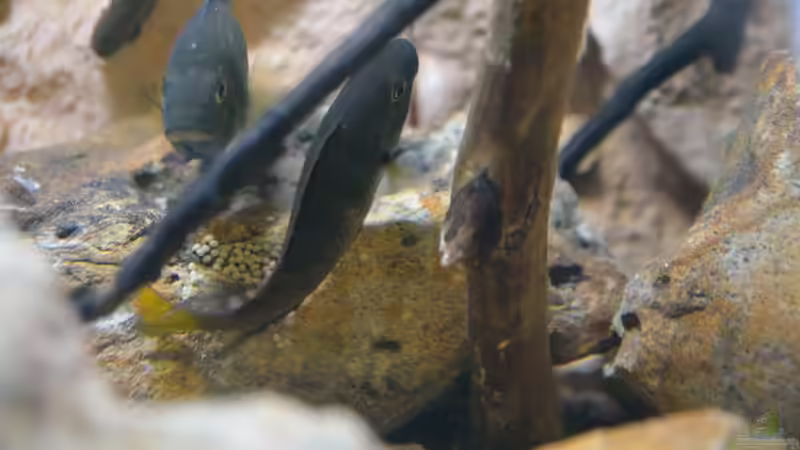 Besatz im Aquarium African Dream / Nur noch Beispiel / von Didi (27)