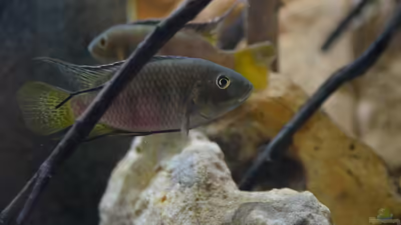 Besatz im Aquarium African Dream / Nur noch Beispiel / von Didi (28)