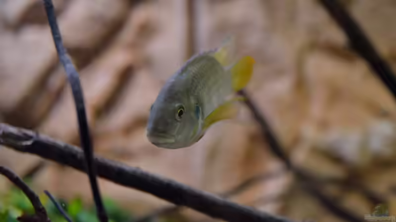 Besatz im Aquarium African Dream / Nur noch Beispiel / von Didi (30)