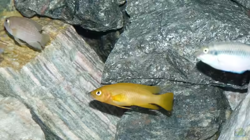 Besatz im Aquarium African Dream von René L. (11)