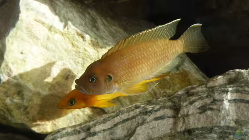 Besatz im Aquarium African Dream von René L. (14)