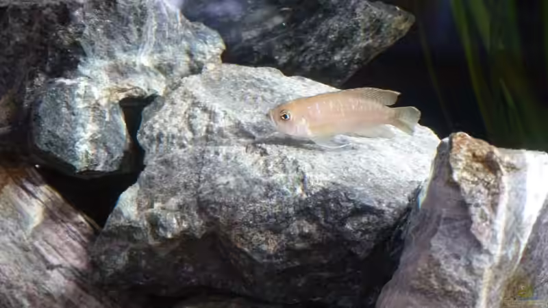 Besatz im Aquarium African Dream von René L. (15)