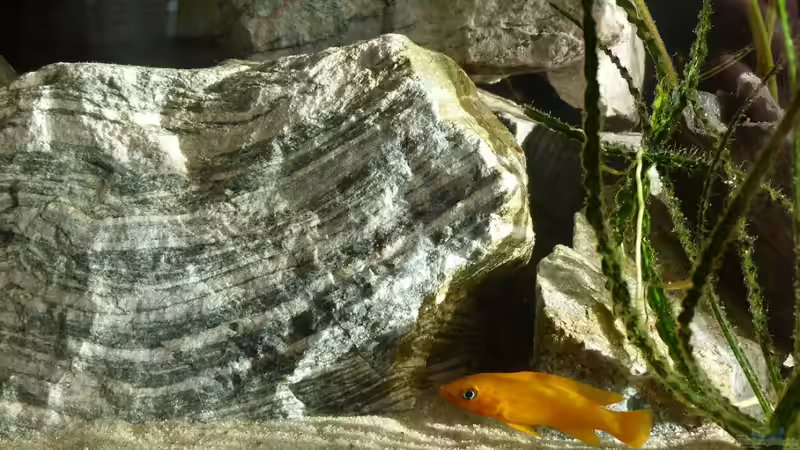 Besatz im Aquarium African Dream von René L. (18)