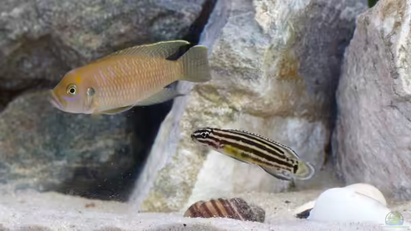 Besatz im Aquarium African Dream von René L. (19)