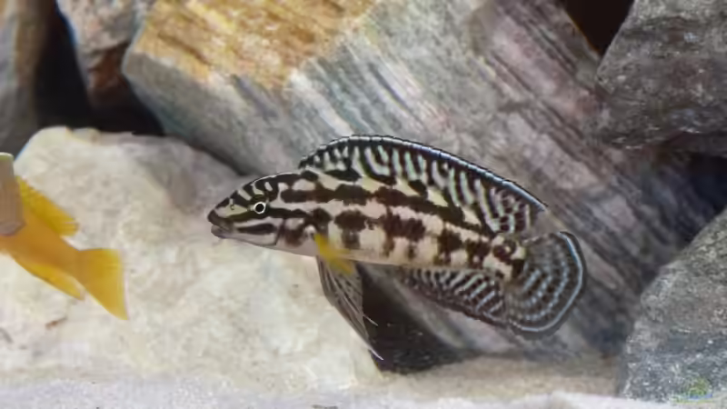 Besatz im Aquarium African Dream von René L. (21)