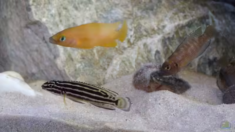 Besatz im Aquarium African Dream von René L. (22)