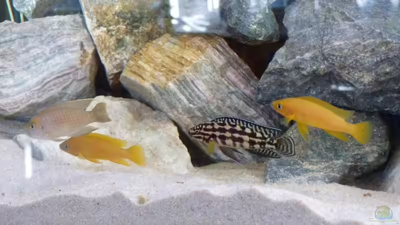 Besatz im Aquarium African Dream von René L. (24)