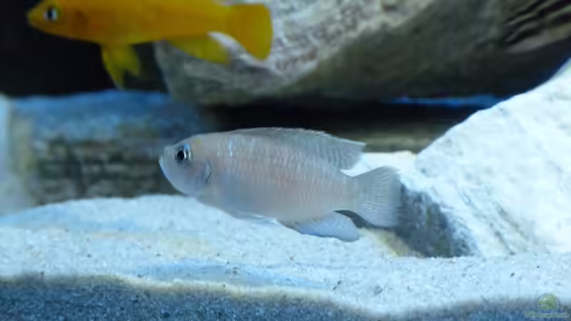 Besatz im Aquarium African Dream von René L. (9)