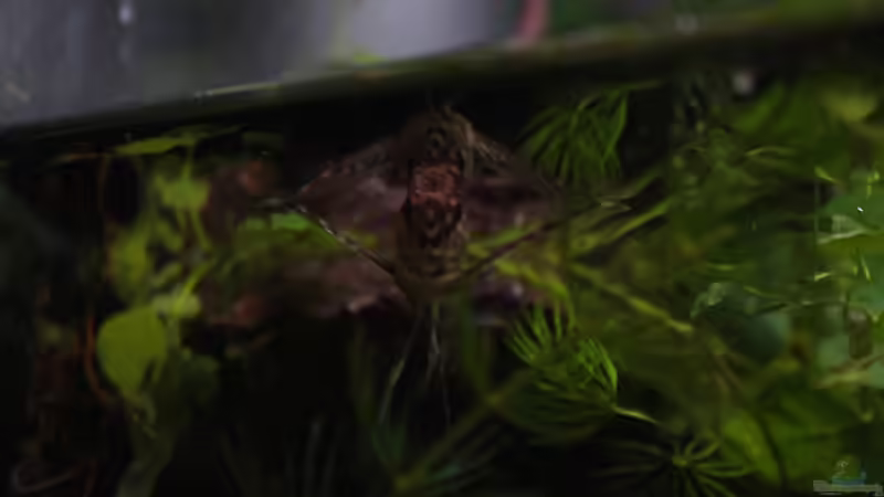 Besatz im Aquarium African Falls von Koehler (43)