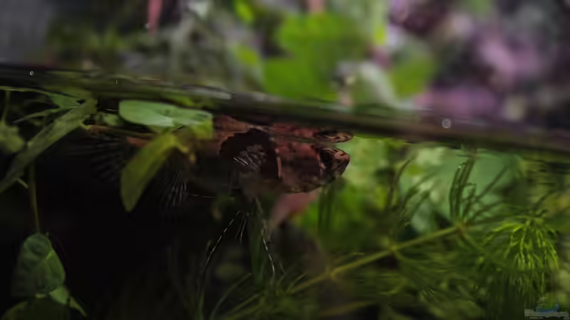 Besatz im Aquarium African Falls von Koehler (45)