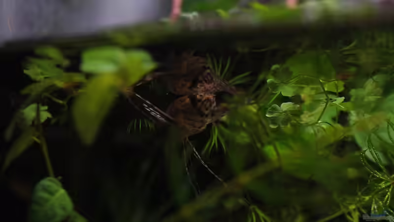 Besatz im Aquarium African Falls von Koehler (47)