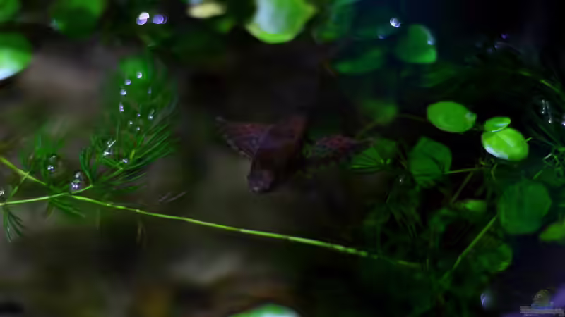 Besatz im Aquarium African Falls von Koehler (48)