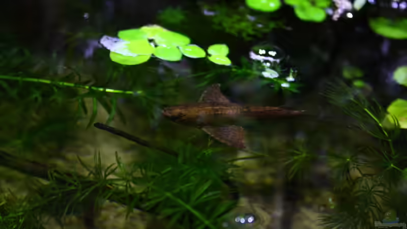 Besatz im Aquarium African Falls von Koehler (49)