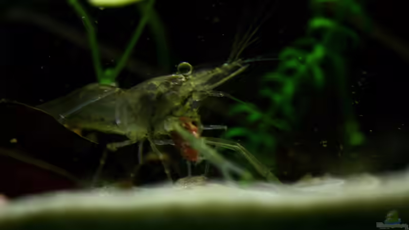 Besatz im Aquarium African Falls von Koehler (53)