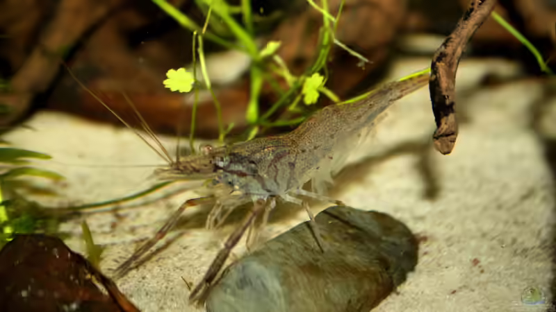 Besatz im Aquarium African Falls von Koehler (55)