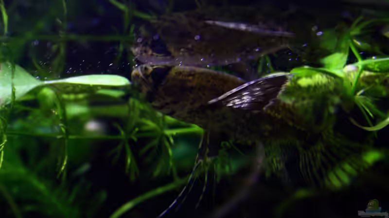 Besatz im Aquarium African Falls von Koehler (56)