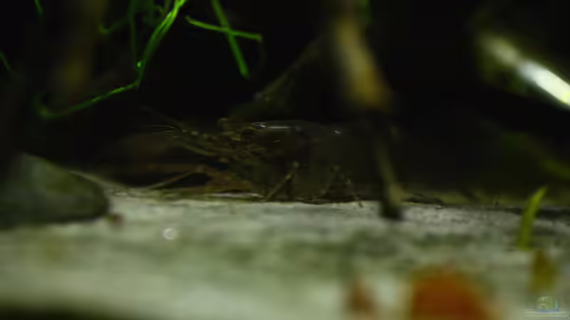 Besatz im Aquarium African Falls von Koehler (57)