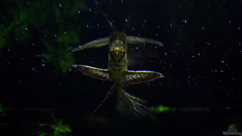 Besatz im Aquarium African Falls von Koehler (60)