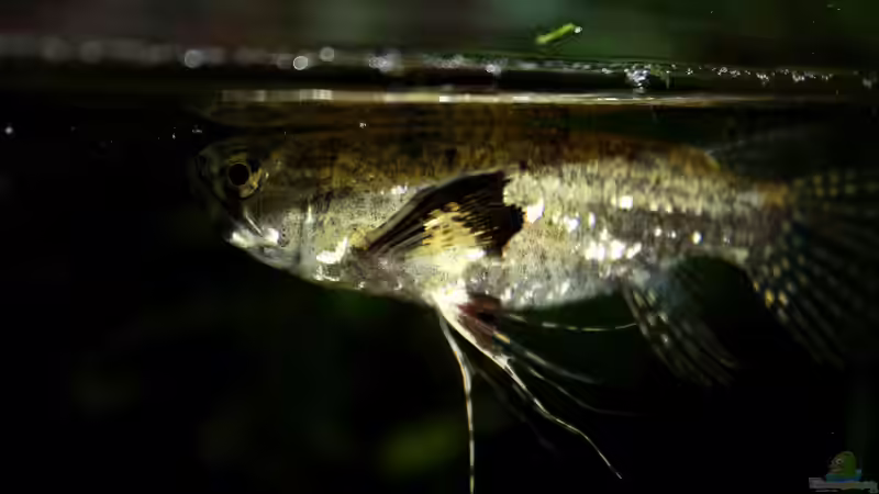 Besatz im Aquarium African Falls von Koehler (61)