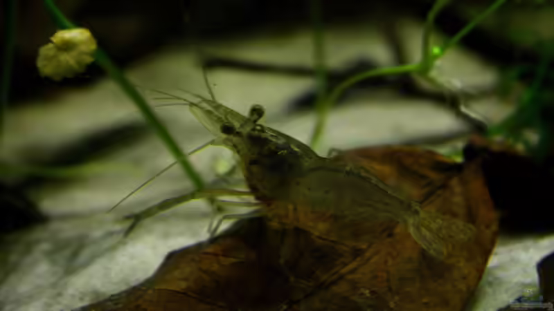Besatz im Aquarium African Falls von Koehler (62)