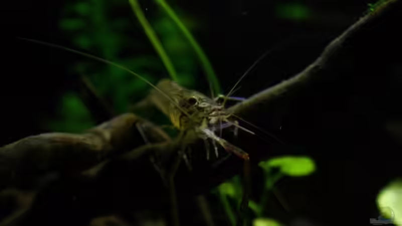 Besatz im Aquarium African Falls von Koehler (63)