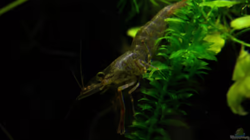 Besatz im Aquarium African Falls von Koehler (64)